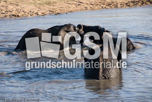 Afrikanischer Elefant (68 von 131).jpg